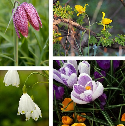 Deluxe Wildflower Bulb In The Green Collection
